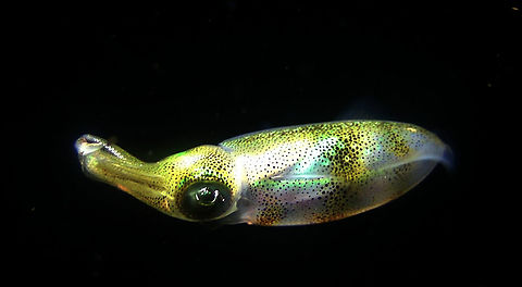 Reef Fin Squid - Sepioteuthis lessoniana  Bali,Bigfin reef squid,Geotagged,Indonesia,Reef Fin Squid,Sepioteuthis lessoniana,Squid