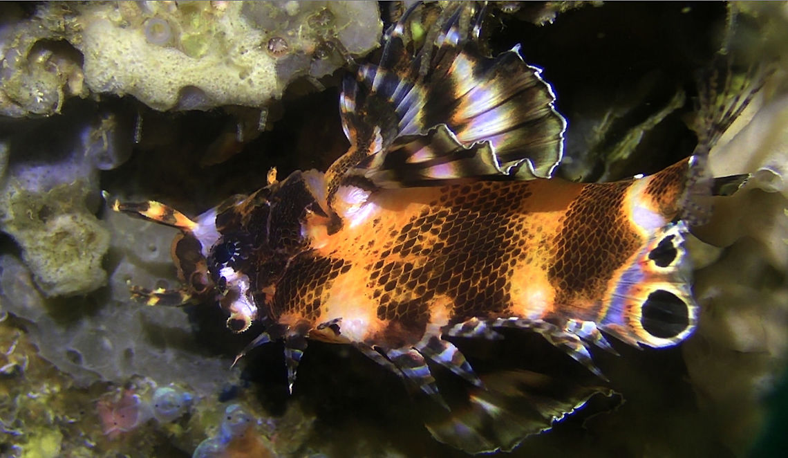 Twin Spot Lion Fish - Dendrochirus biocellatus (Updated - Nemapterois biocellatus) Genus Update - Nemapterois<br />
Nemapterois biocellatus Bali,Dendrochirus biocellatus,Fish,Geotagged,Indonesia,Lionfish,Nemapterois biocellatus,Twinspot lionfish