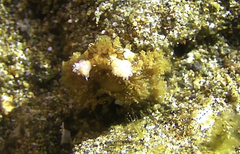 Boxer Crab - Lybia caestifera  Bali,Boxer Crab,Crab,Geotagged,Indonesia,Lybia caestifera