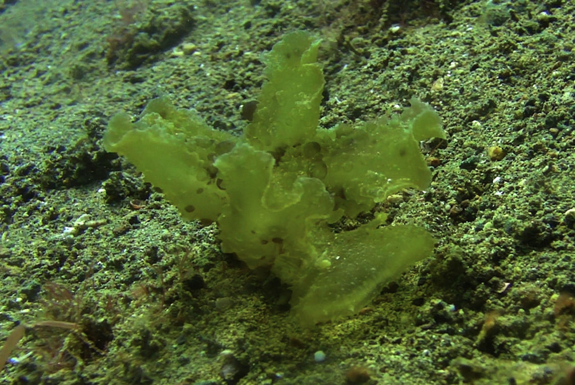 Juvenile Melibe viridis Nudibranch  Bali,Geotagged,Indonesia,Melibe viridis,Nudibranch