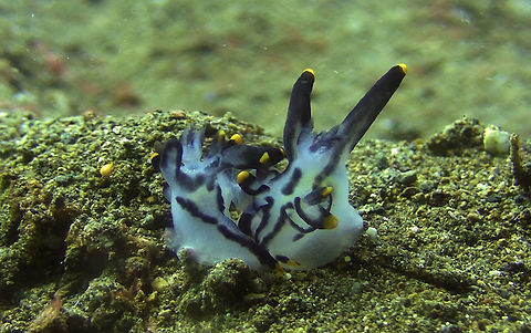 Nudibranch - Thecacera picta  Bali,Geotagged,Indonesia,Nudibranch,Thecacera picta