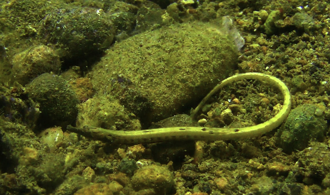 Shortnose Pipefish - Micrognathus andersonii  Bali,Geotagged,Indonesia,Micrognathus andersonii,Pipefish,Shortnose Pipefish