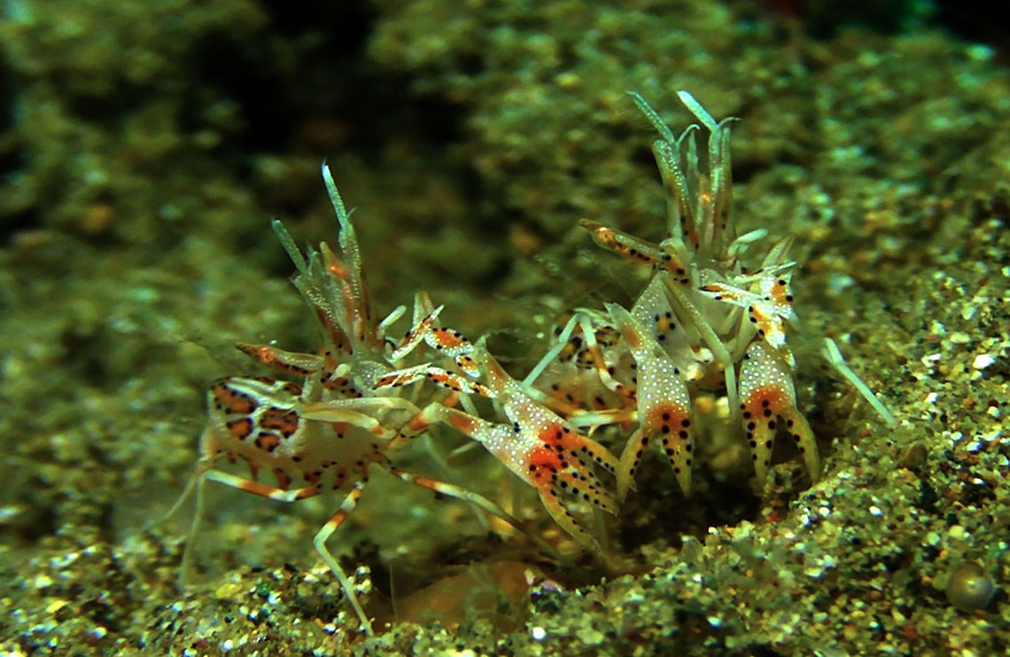 Tiger Shrimp - Phyllognatia ceratophthalmus  Bali,Geotagged,Indonesia,Phyllognatia ceratophthalmus,Shrimp,Tiger shrimp