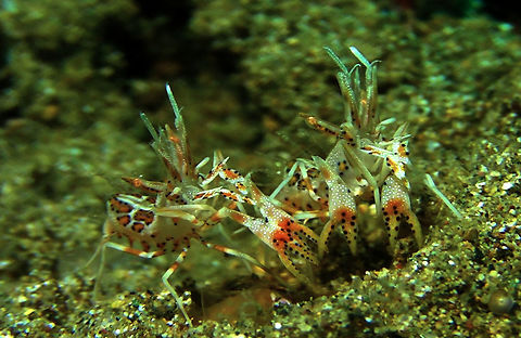 Tiger Shrimp - Phyllognatia ceratophthalmus  Bali,Geotagged,Indonesia,Phyllognatia ceratophthalmus,Shrimp,Tiger shrimp