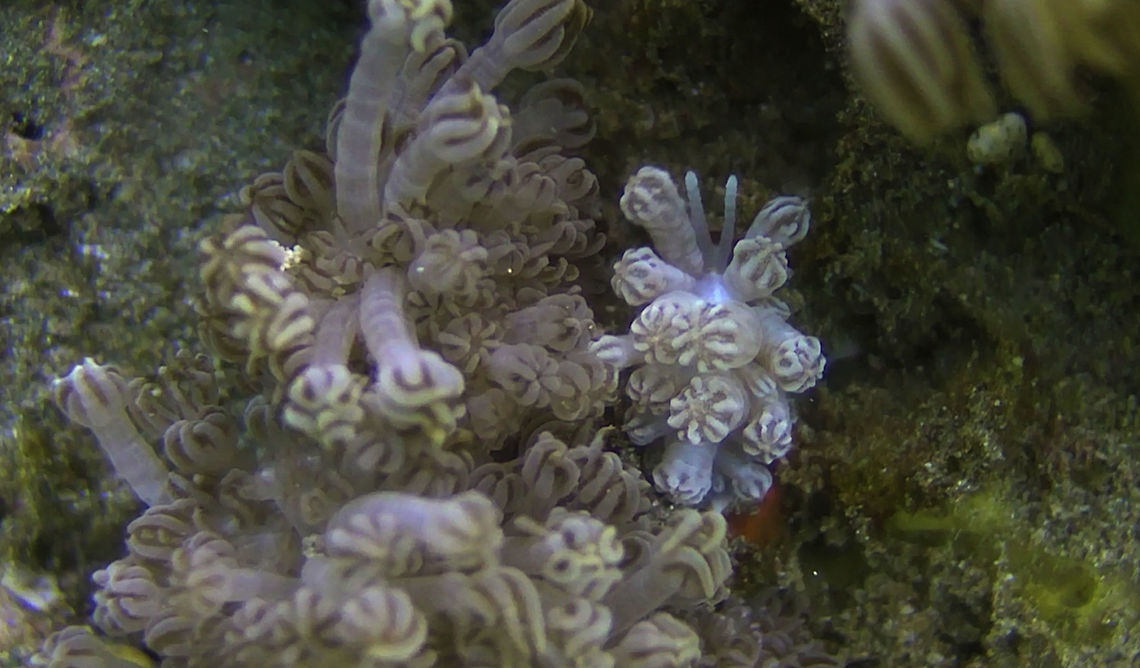 Can you see the Nudibranch? The Phyllodesmium rudmani is calles Xenia Mimic because its cerata looks like the polyps of the Xenia corals.<br />
In the picture, the cluster of Xenia corals is on the left and on the left side, is a small Phyllodesmium rudmani Nudibranch, which you can determined by the 2 rhinopores.<br />
<br />
<figure class="photo"><a href="https://www.jungledragon.com/image/52457/xenia_mimic_nudibranch_-_phyllodesmium_rudmani.html" title="Xenia Mimic Nudibranch - Phyllodesmium rudmani"><img src="https://s3.amazonaws.com/media.jungledragon.com/images/2994/52457_thumb.jpg?AWSAccessKeyId=05GMT0V3GWVNE7GGM1R2&Expires=1759968010&Signature=fYJGu9VpxPXt32slICZItjWFTw0%3D" width="200" height="128" alt="Xenia Mimic Nudibranch - Phyllodesmium rudmani This is the same Phyllodesmium rudmani as in previous picture, taken by itself to show clearly its a Nudibranch.<br />
<br />
They feeds on Xenia Corals, and its not easy to spot them when they are near to their food source :<br />
<br />
https://www.jungledragon.com/image/52456/can_you_see_the_nudibranch.html<br />
 Bali,Geotagged,Indonesia,Nudibranch,Phyllodesmium rudmani,Xenia Mimic Nudibranch" /></a></figure> Bali,Geotagged,Indonesia,Nudibranch,Phyllodesmium rudmani,Xenia Mimic Nudibranch