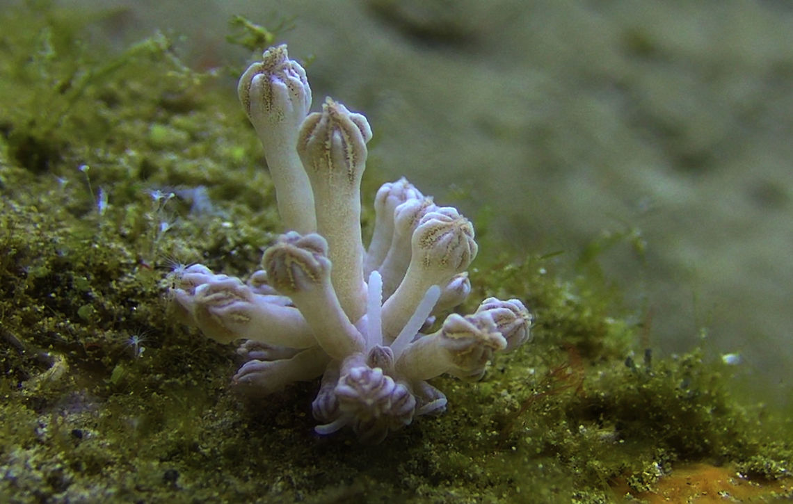 Xenia Mimic Nudibranch - Phyllodesmium rudmani This is the same Phyllodesmium rudmani as in previous picture, taken by itself to show clearly its a Nudibranch.<br />
<br />
They feeds on Xenia Corals, and its not easy to spot them when they are near to their food source :<br />
<br />
<figure class="photo"><a href="https://www.jungledragon.com/image/52456/can_you_see_the_nudibranch.html" title="Can you see the Nudibranch?"><img src="https://s3.amazonaws.com/media.jungledragon.com/images/2994/52456_thumb.jpg?AWSAccessKeyId=05GMT0V3GWVNE7GGM1R2&Expires=1769040010&Signature=cwB96Ied49Q324QQ0l51FR0P6kA%3D" width="200" height="118" alt="Can you see the Nudibranch? The Phyllodesmium rudmani is calles Xenia Mimic because its cerata looks like the polyps of the Xenia corals.<br />
In the picture, the cluster of Xenia corals is on the left and on the left side, is a small Phyllodesmium rudmani Nudibranch, which you can determined by the 2 rhinopores.<br />
<br />
https://www.jungledragon.com/image/52457/xenia_mimic_nudibranch_-_phyllodesmium_rudmani.html Bali,Geotagged,Indonesia,Nudibranch,Phyllodesmium rudmani,Xenia Mimic Nudibranch" /></a></figure><br />
 Bali,Geotagged,Indonesia,Nudibranch,Phyllodesmium rudmani,Xenia Mimic Nudibranch