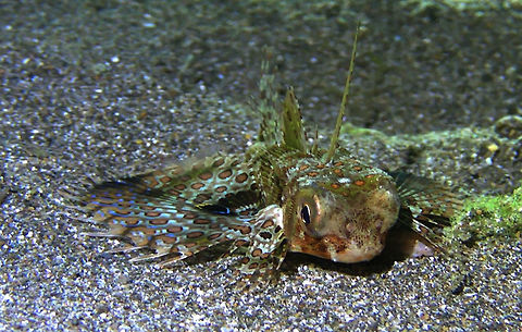 Flying Gurnard - Dactyloptena orientalis  Bali,Dactyloptena orientalis,Fish,Flying Gurnard,Geotagged,Gurnard,Indonesia,Oriental flying gurnard
