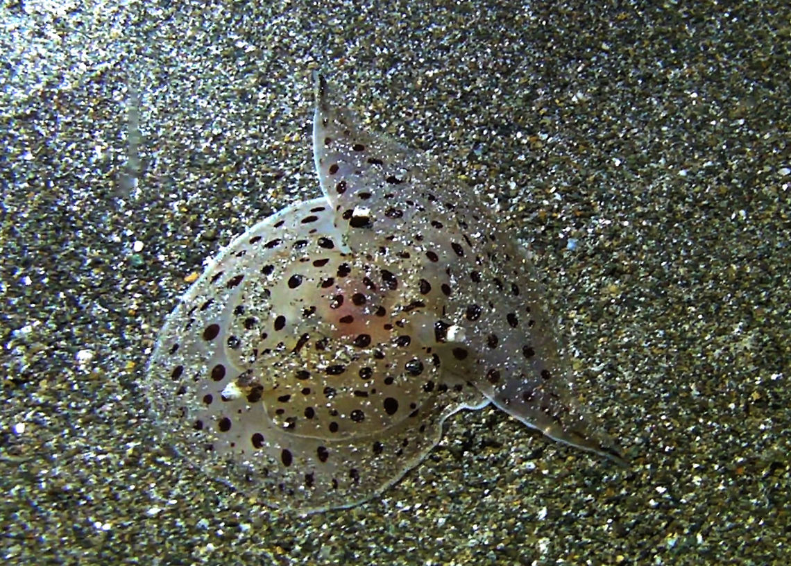 Moon Slug - Euselenops luniceps  Bali,Euselenops luniceps,Geotagged,Indonesia,Moon Slug,Sea Slug