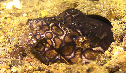 Napoleon Snake Eel - Ophichthus bonaparti  Bali,Eel,Geotagged,Indonesia,Napoleon Snake Eel,Napoleon snake eel,Ophichthus bonaparti,Snake Eel