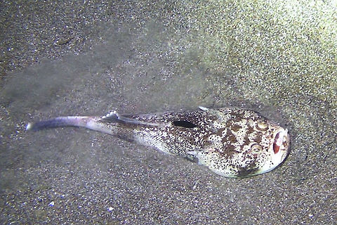 Star Gazer - Uranoscopus sulphureus  Bali,Fish,Geotagged,Indonesia,Star Gazer,Uranoscopus sulphureus,Whitemargin stargazer