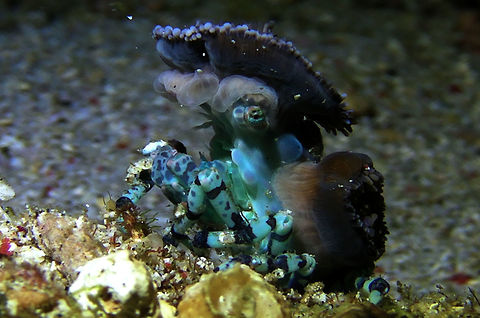 Decorator Crab - Cyclocoeloma tuberculata  Bali,Crab,Cyclocoeloma tuberculata,Decorator Crab,Geotagged,Indonesia