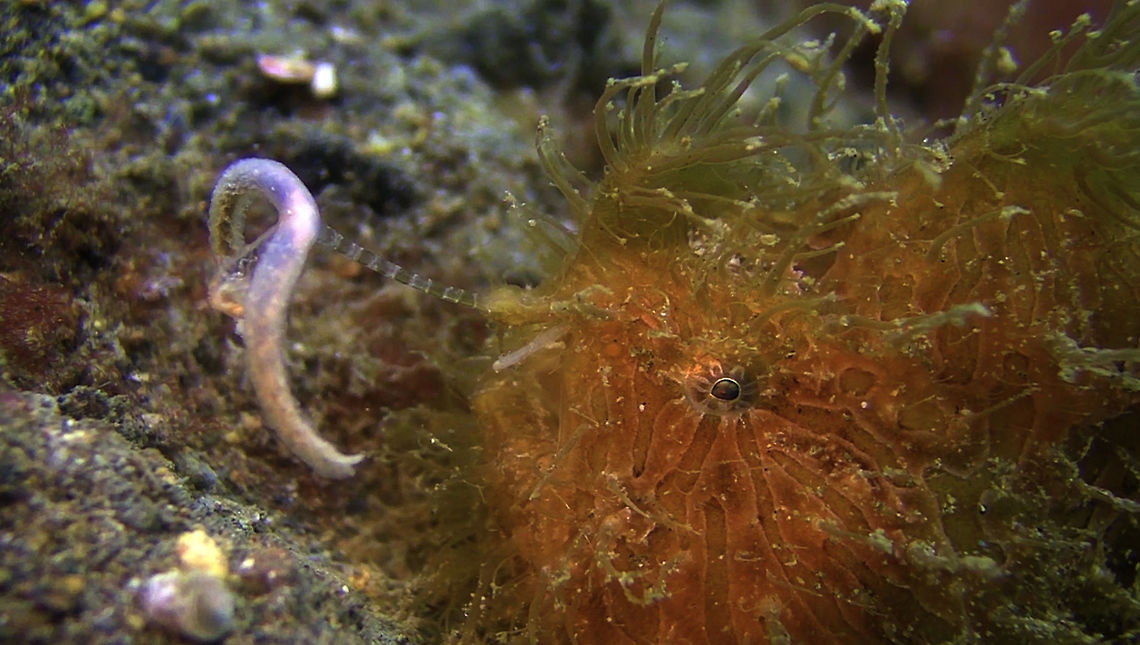 Hunting The Hairy Frogfish - Antennarius striatus like most species of Frogfishes has a an appendage above its mouth which it uses as a 'lure'. When hunting, they will flick the lure to attracts smaller fishes to come near to them and then they lunge and swallow their prey. Antennarius striatus,Bali,Fish,Forfish,Geotagged,Hairy Frogfish,Indonesia,Striated frogfish