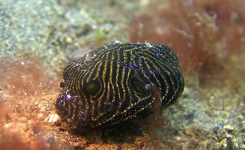 Juvenile Starry Puffer - Arothron stellatus This is a Juvenile Starry Puffer - Arothron stellatus, orange covered with curving black line markings. Arothron stellatus,Bali,Geotagged,Indonesia,Pufferfish,Starry Puffer