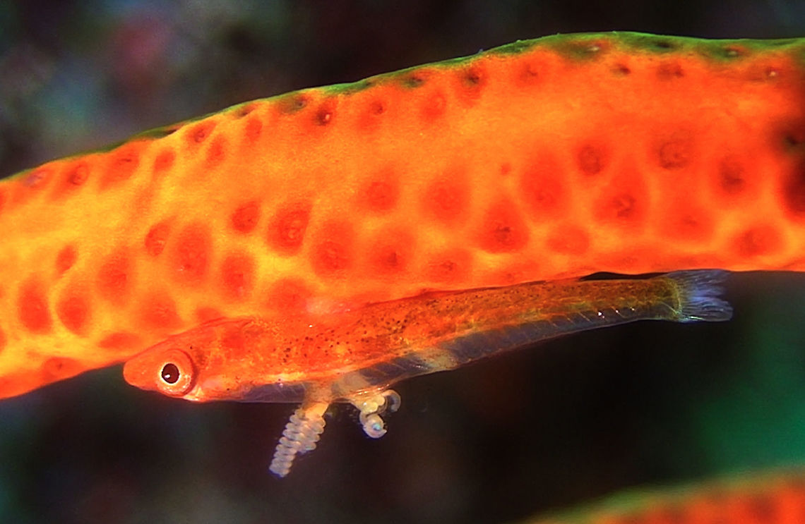 Parasites with eggs on Goby This Whip Coral Goby - Bryaninops yongei has 2 Parasites sticking to its back and both Parasites are carrying eggs - the &#039;wiry stuff&#039;. Bali,Bryaninops yongei,Fish,Geotagged,Goby,Indonesia,Whip coral goby