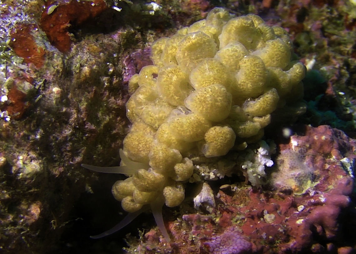 Nudibranch - Phyllodesmium hyalinum  Bali,Geotagged,Indonesia,Nudibranch,Phyllodesmium hyalinum