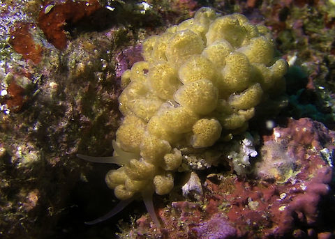 Nudibranch - Phyllodesmium hyalinum  Bali,Geotagged,Indonesia,Nudibranch,Phyllodesmium hyalinum