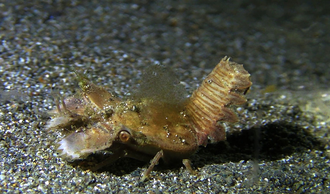 Juvenile Slipper Lobster - Thenus orientalis  Bali,Geotagged,Indonesia,Lobster,Slipper Lobster,Thenus orientalis