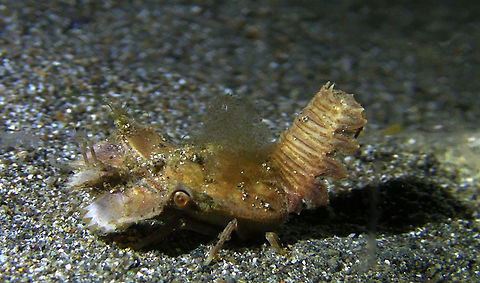 Juvenile Slipper Lobster - Thenus orientalis  Bali,Geotagged,Indonesia,Lobster,Slipper Lobster,Thenus orientalis