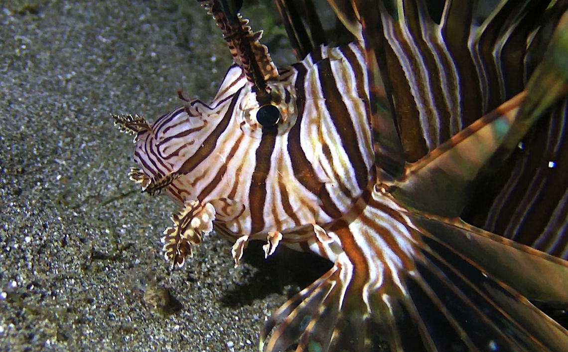 Lion Fish - Pterois volitans  Bali,Fish,Geotagged,Indonesia,Lion Fish,Pterois volitans,Red lionfish