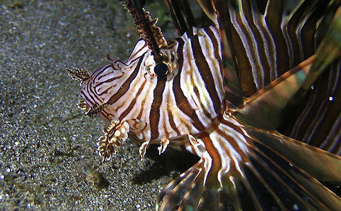 Lion Fish - Pterois volitans  Bali,Fish,Geotagged,Indonesia,Lion Fish,Pterois volitans,Red lionfish