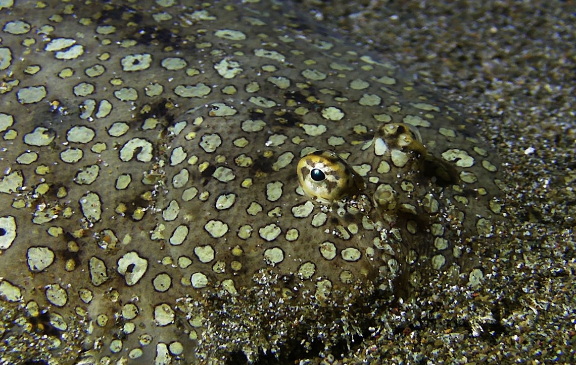 Peacock Sole - Pardachirus pavoninus The Peacock Sole - Pardachirus pavoninus is reddish brown, with numerous dark-edged light spots (some forming ocelli) and random clusters of small yellow spots. Bali,Fish,Geotagged,Indonesia,Pardachirus pavoninus,Peacock Sole,Sole