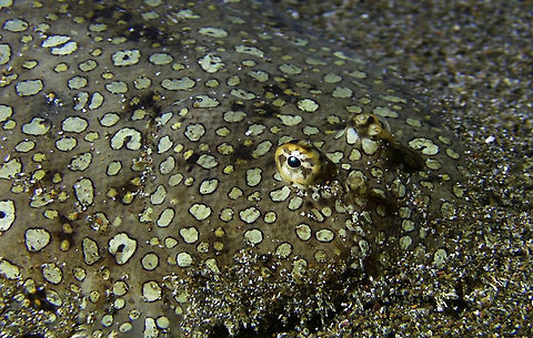 Peacock Sole - Pardachirus pavoninus The Peacock Sole - Pardachirus pavoninus is reddish brown, with numerous dark-edged light spots (some forming ocelli) and random clusters of small yellow spots. Bali,Fish,Geotagged,Indonesia,Pardachirus pavoninus,Peacock Sole,Sole