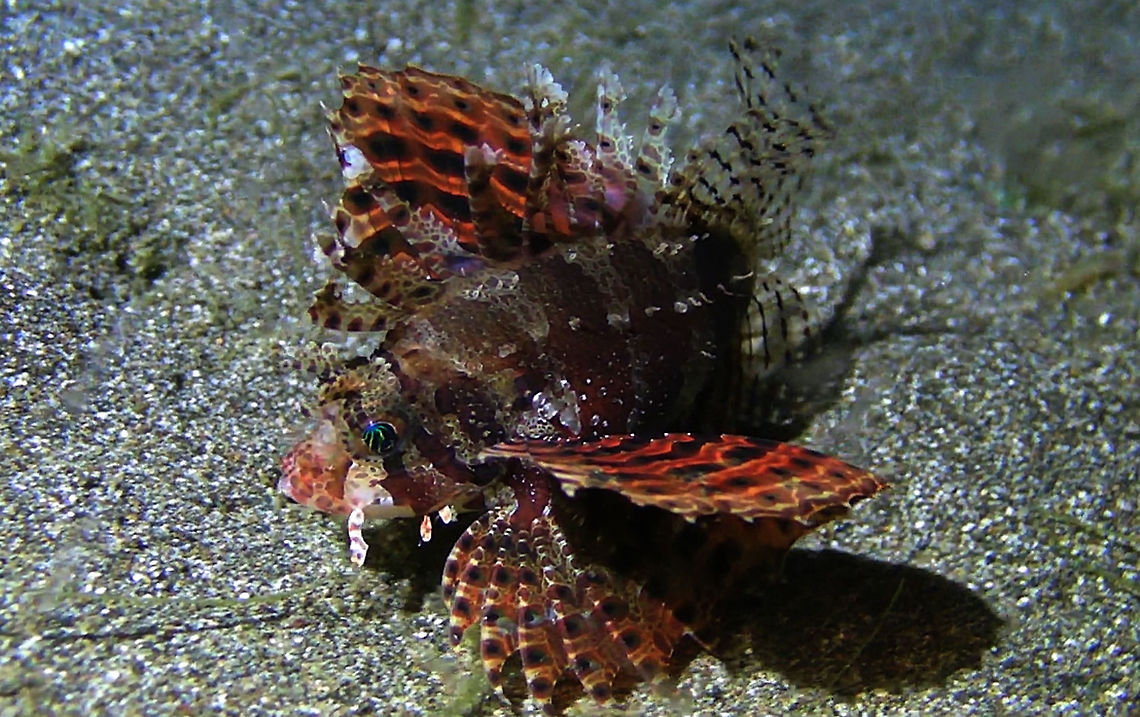 Short Fin Lionfish - Dendrochirus brachypterus (Update - Neochirus brachyptera) Genus revised to Neochirus<br />
- Neochirus brachyptera Bali,Dendrochirus brachypterus,Dwarf lionfish,Fish,Geotagged,Indonesia,Lionfish,Neochirus brachyptera,Short Fin Lionfish