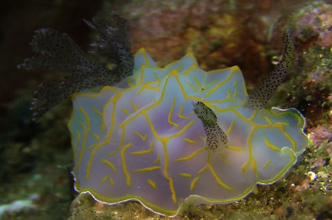 Nudibranch - Halgerda terramtuentis  Anilao,Batangas,Geotagged,Halgerda terramtuentis,Nudibranch,Philippines