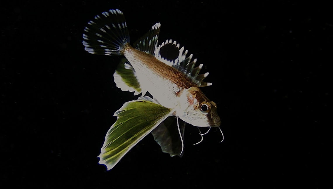 Longfin Waspfish - Apistus carinatus  Anilao,Apistus carinatus,Batangas,Fish,Geotagged,Longfin Waspfish,Ocellated waspfish,Philippines,Waspfish