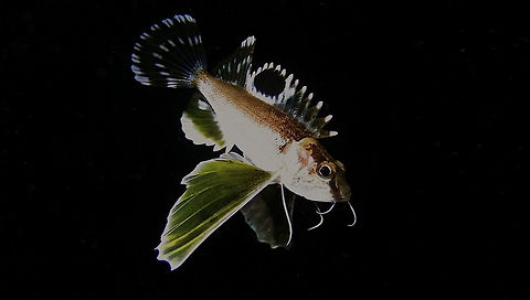 Longfin Waspfish - Apistus carinatus  Anilao,Apistus carinatus,Batangas,Fish,Geotagged,Longfin Waspfish,Ocellated waspfish,Philippines,Waspfish