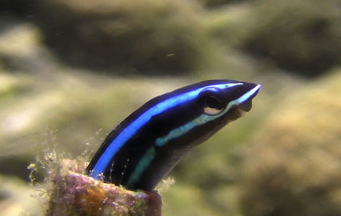 Bluestrpied Fangblenny - Plagiotremus rhinorhynchos  Bali,Blenny,Bluestriped fangblenny,Fangblenny,Fish,Geotagged,Indonesia,Plagiotremus rhinorhynchos