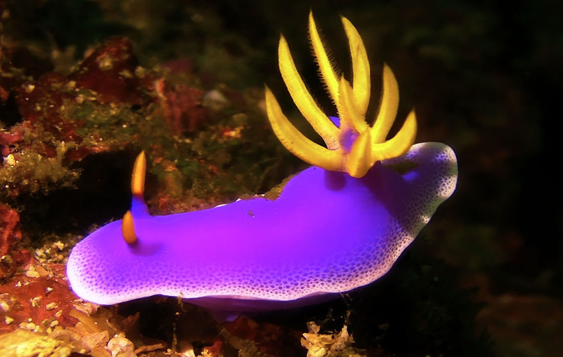Nudibranch - Hypselodoris apolegma  Bali,Geotagged,Hypselodoris apolegma,Indonesia,Nudibranch