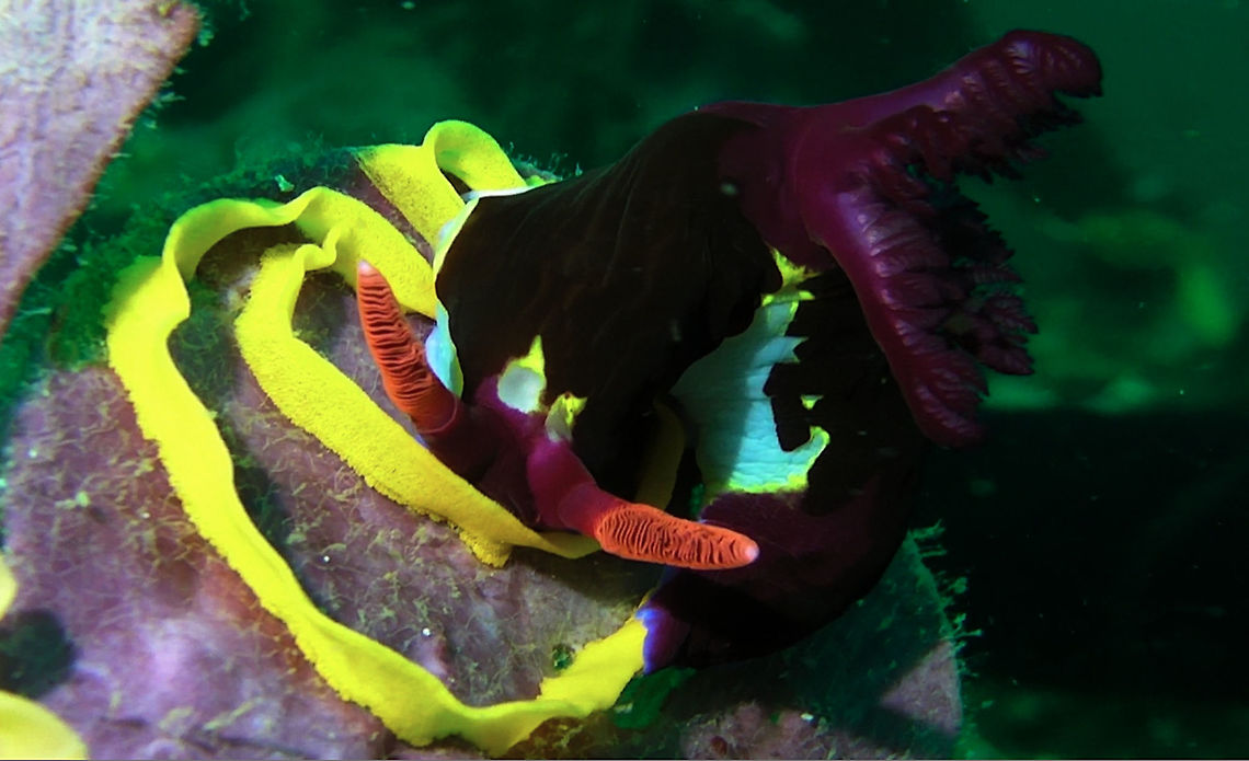 Nembrotha chamberlaini Nudibranch laying eggs  Bali,Geotagged,Hypselodoris apolegma,Indonesia,Nembrotha chamberlaini,Nudibranch