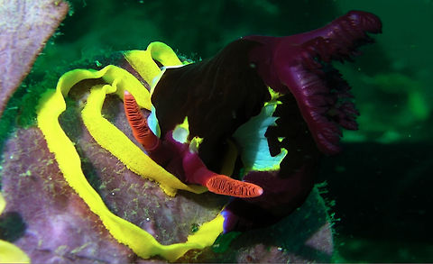 Nembrotha chamberlaini Nudibranch laying eggs  Bali,Geotagged,Hypselodoris apolegma,Indonesia,Nembrotha chamberlaini,Nudibranch