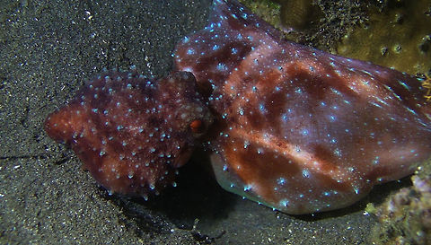 Hunting Octopus This Starry Night Octopus - Octopus luteus was seen hunting, it envelops a rock with its tentacles to prevent the escape of probably a crab. Bali,Geotagged,Indonesia,Octopus,Octopus luteus,Starry night octopus