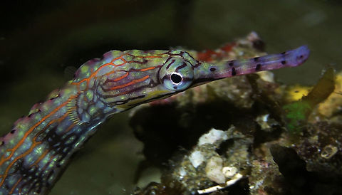 Network Pipefish - Corythoichthys flavofasciatus  Bali,Corythoichthys flavofasciatus,Geotagged,Indonesia,Network pipefish,Pipefish