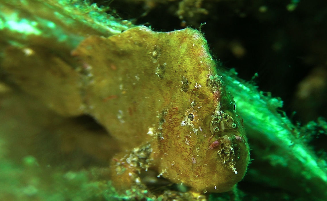Randall's Frogfish - Antennarius randalli  Antennarius randalli,Bali,Fish,Frogfish,Geotagged,Indonesia,Randalls frogfish