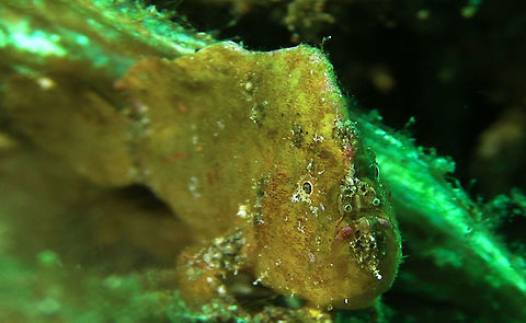 Randall's Frogfish - Antennarius randalli  Antennarius randalli,Bali,Fish,Frogfish,Geotagged,Indonesia,Randalls frogfish