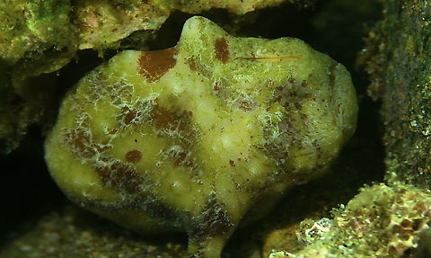Tuberculated Frogfish - Antennatus tuberosus  Antennatus tuberosus,Bali,Fish,Frogfish,Geotagged,Indonesia,Tuberculated Frogfish