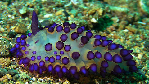 Nudibranch - Janolus flavoanulatus This Janolus flavoanulatus Nudibranch has only 1 Rhinopores.  I wonder if its a birth defect or it lost the Rhinopore. Bali,Geotagged,Indonesia,Janolus flavoanulatus,Nudibranch,Nudibranch Janolus flavoanulatus
