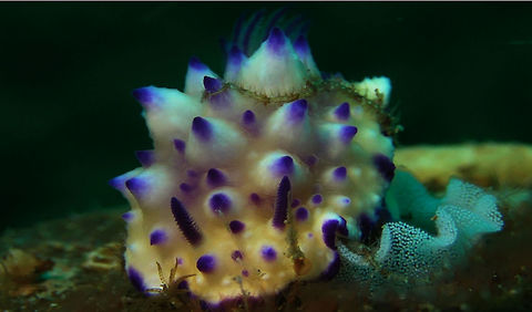 Nudibranch laying eggs This Mexichromis multituberculata Nudibranch is laying eggs, its the white stuff on the right. Bali,Geotagged,Indonesia,Mexichromis multituberculata,Nudibranch