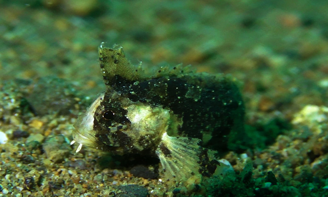 Dwarf Velvetfish - Acanthosphex leurynnis The Dwarf Velvetfish - Acanthosphex leurynnis is very small in size, usually 1.5 - 2 cm.<br />
Very well camouflaged in the sandy bottom, with their colouration of black/brown/grey/white. Acanthosphex leurynnis,Bali,Dwarf Velvetfish,Fish,Geotagged,Indonesia,Velvetfish