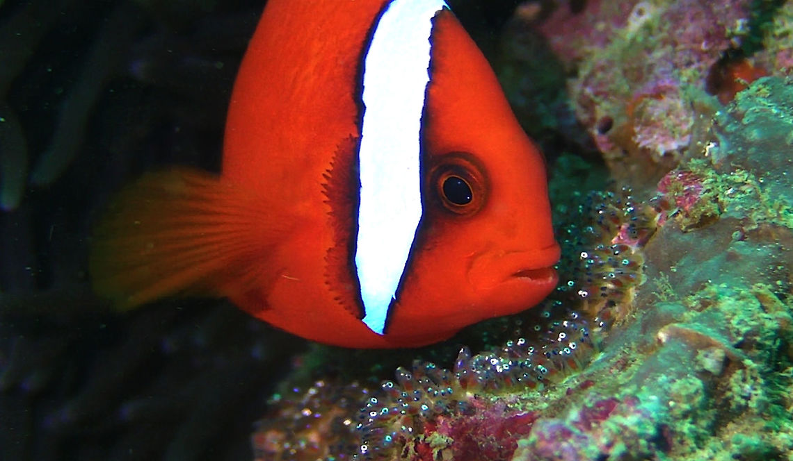 Taking care of Babies The Tomato Clownfish - Amphiprion frenatus like all other Clownfish/Anemonefish lays their eggs on rocks/substrate next to their Anemone home.  They tend take care of the eggs by &#039;cleaning&#039; any debris that falls on them and also &#039;blow&#039; to aerate the eggs. Amphiprion frenatus,Anemonefish.Clownfish,Bali,Fish,Geotagged,Indonesia,Tomato clownfish