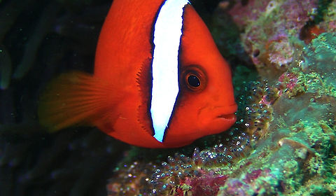 Taking care of Babies The Tomato Clownfish - Amphiprion frenatus like all other Clownfish/Anemonefish lays their eggs on rocks/substrate next to their Anemone home.  They tend take care of the eggs by 'cleaning' any debris that falls on them and also 'blow' to aerate the eggs. Amphiprion frenatus,Anemonefish.Clownfish,Bali,Fish,Geotagged,Indonesia,Tomato clownfish