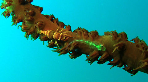 Good Neighbours The Whip Coral Shrimp - Pontonides unciger are found on Whip Corals, which is usually the host of Whip Coral Gobies. Bali,Geotagged,Indonesia,Pontonides unciger,Shrimp,Whip Coral Shrimp