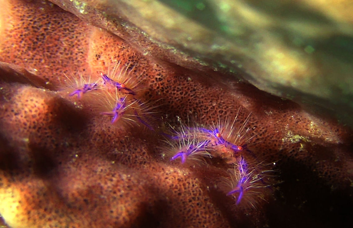 Hairy Pink Squat Lobster - Lauriea siagiani  Bali,Geotagged,Hairy Pink Squat Lobster,Hairy squat lobster,Indonesia,Lauriea siagiani,Squat Lobster