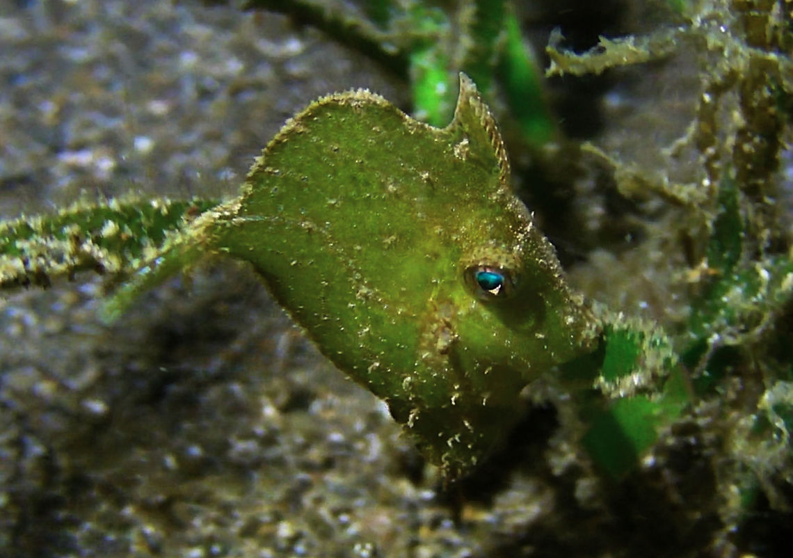 Diamond File Fish - Rudarius excelsus  Bali,Diamond Filefish,File Fish,Fish,Geotagged,Indonesia,Rudarius excelsus
