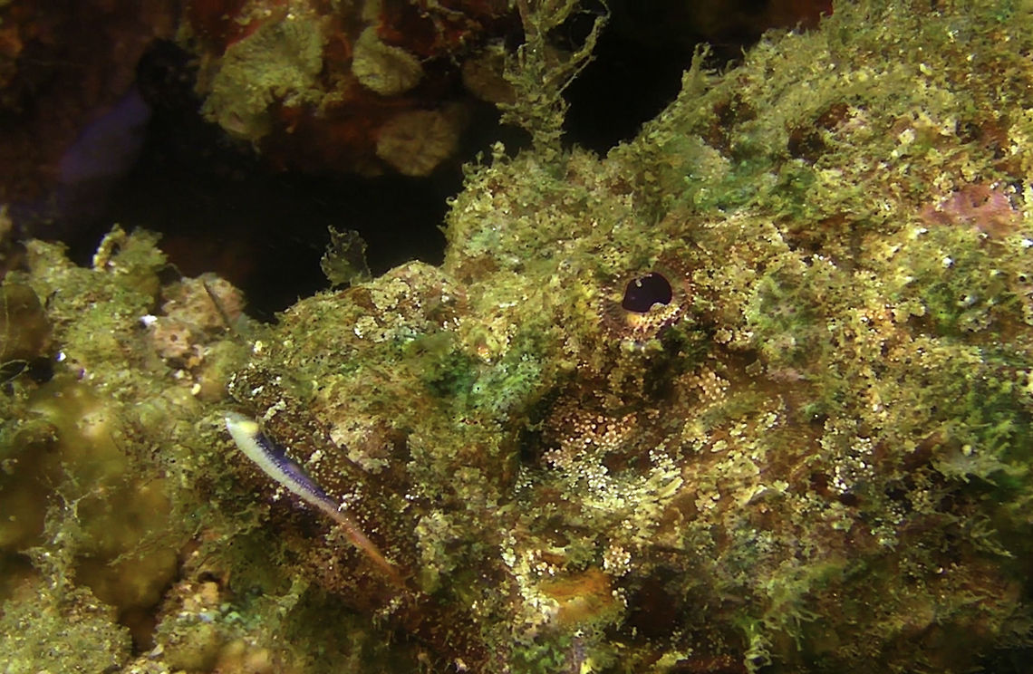 Devil Scorpionfish  Bali,Devil scorpionfish,Fish,Geotagged,Indonesia,Scorpaenopsis diabolus,Scorpionfish
