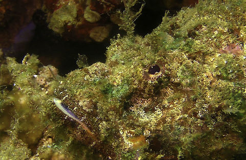 Devil Scorpionfish  Bali,Devil scorpionfish,Fish,Geotagged,Indonesia,Scorpaenopsis diabolus,Scorpionfish