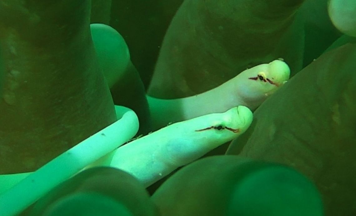 Mushroom Coral Pipefish - Siokunichthys nigrolineatus  Bali,Geotagged,Indonesia,Mushroom-coral pipefish,Pipefish,Siokunichthys nigrolineatus